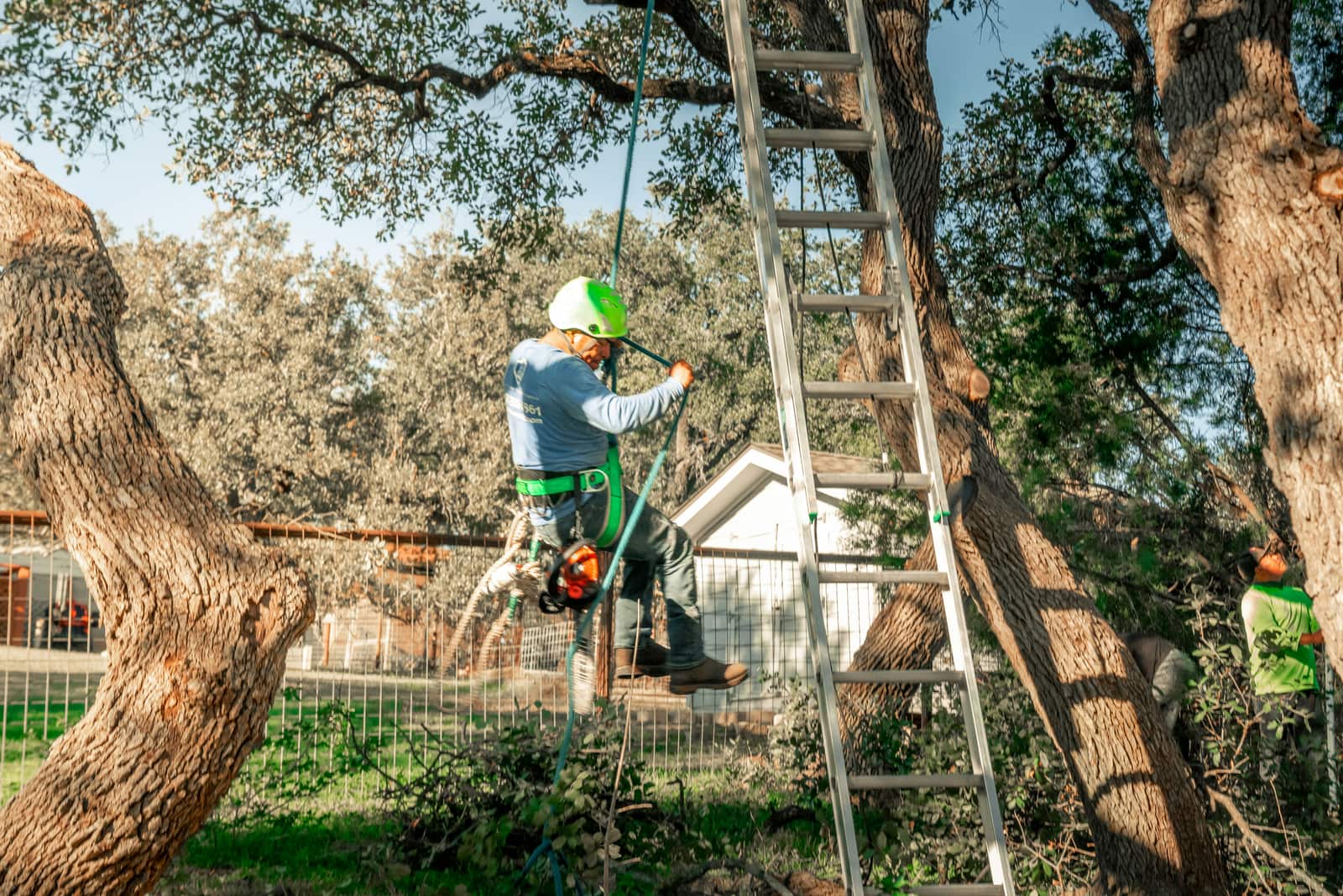 Ball Moss and Mistletoe Removal