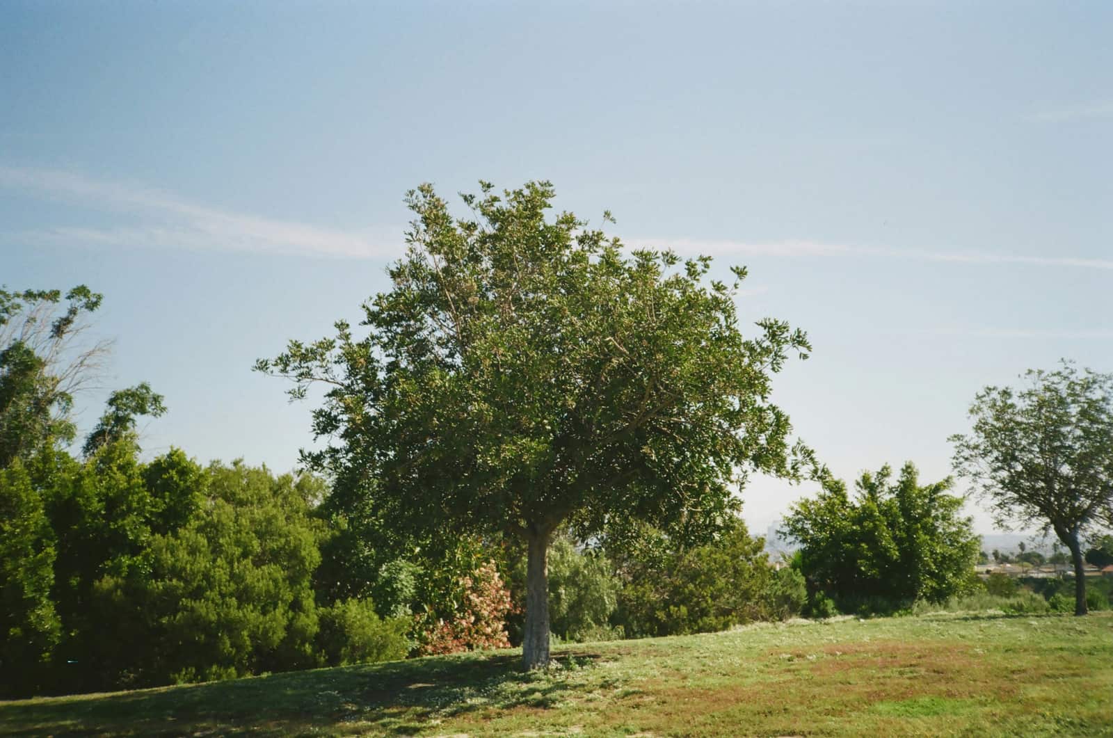 Central Texas Tree Care