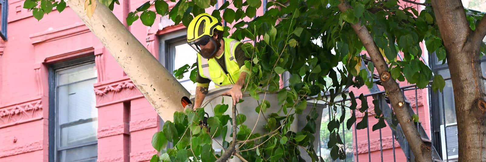 Tree Fertilization Services
