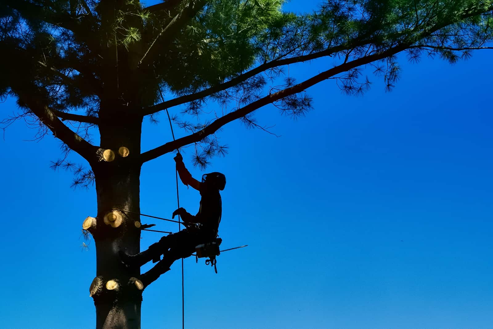 Tree Planting Service