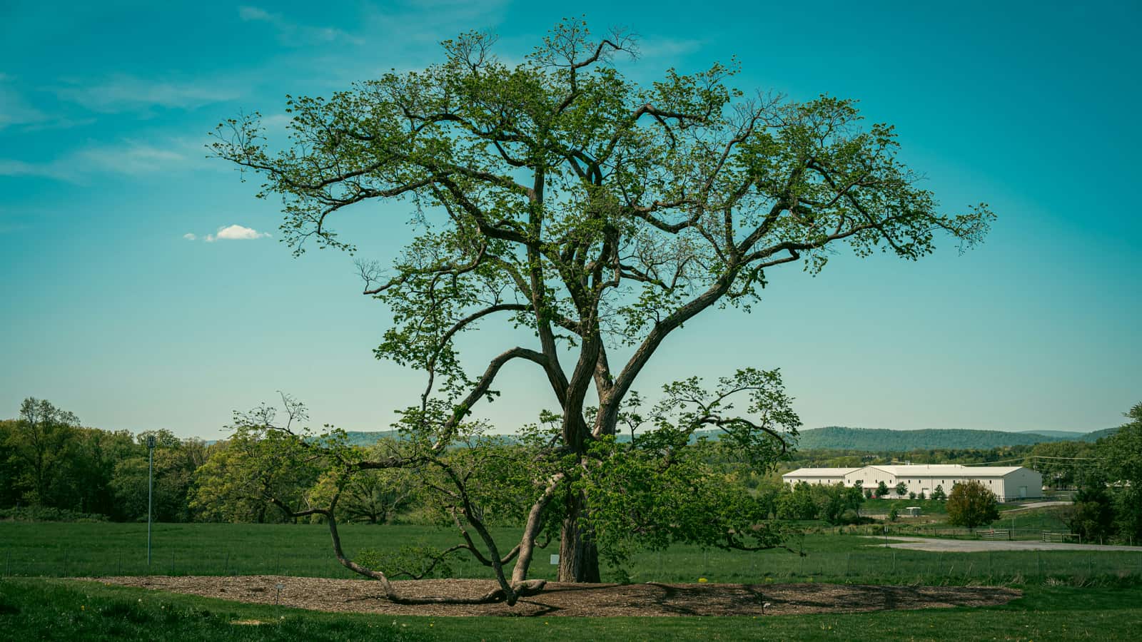 Tree Treatments