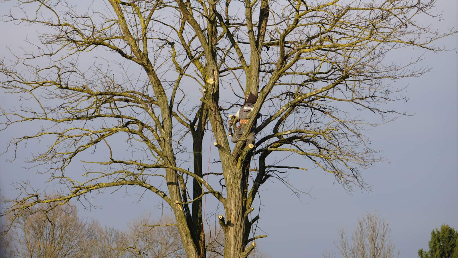 Tree Trimming and Tree Pruning